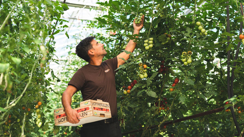 Tomatodling i ett växthus och en mörkhårig man i suddig bakgrund. Genom EU-projektet Mer mat – fler jobb hittade Hoffrekullens handelsträdgård sex säsongsanställda.